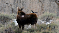 Best Wildlife Images