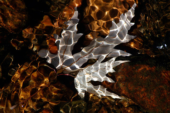 Oak leaf falls into the St Vrain River, Lyons, CO