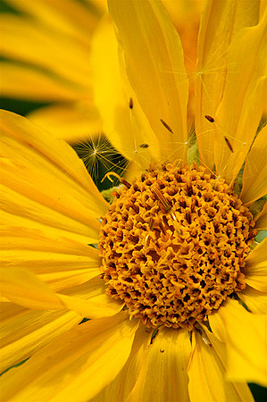 Orange Sneezeweed, Crested Butte, CO