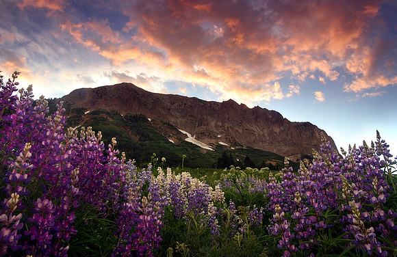 Gothic Mountain and lupines, Crested Butte