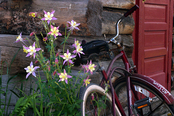 Columbines in a back alley