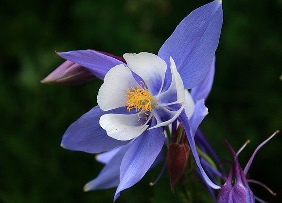 Columbines rock!