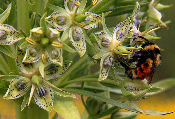 Gentian and bee