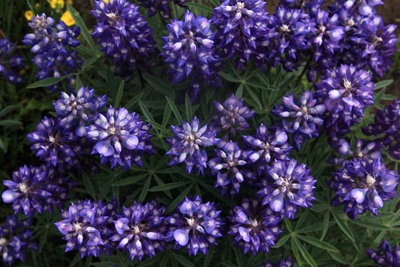 Lupine from the top down