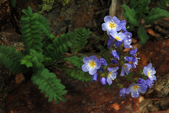 Jacobs Ladder