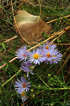 A 'study' of Asters