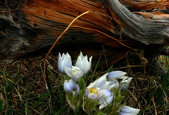 Crocus are one of the first flowers to emerge
