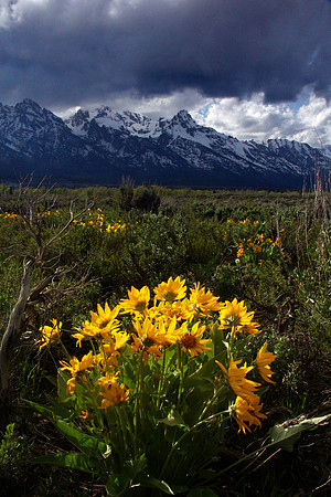 Arrowleaf Balsamroot & the Tetons
