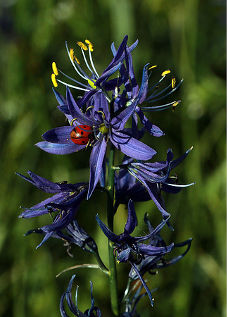 Ladybug sets off the purple
