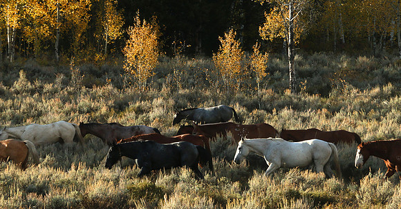 Heart 6 horses out to pasture