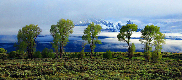 Teton Serengeti Sky