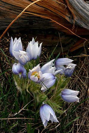 Crocus on Rollins Pass,  CO