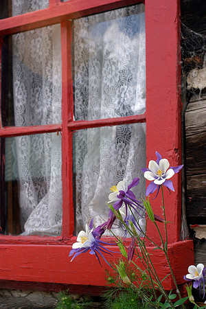 Back alley Columbines