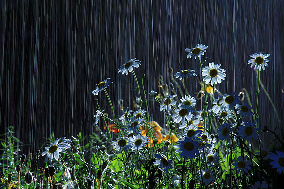 Rain shower 1