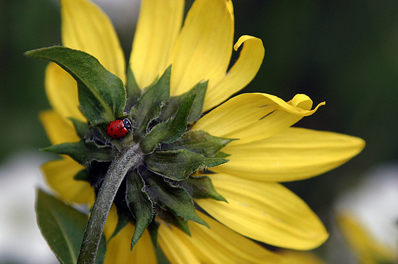 Lady bug on wild sunflower, West Maroon Pass