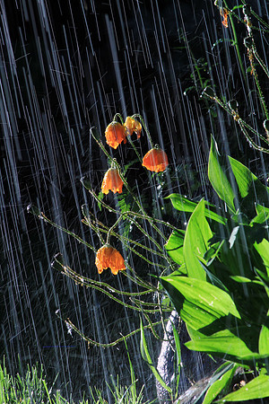 Rain shower 2