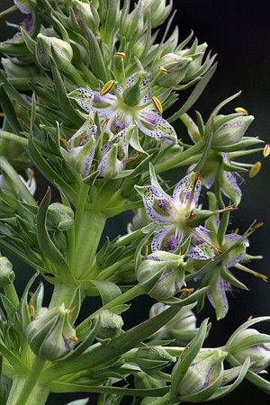 Green Gentian/Monument Plant, Crested Butte, CO